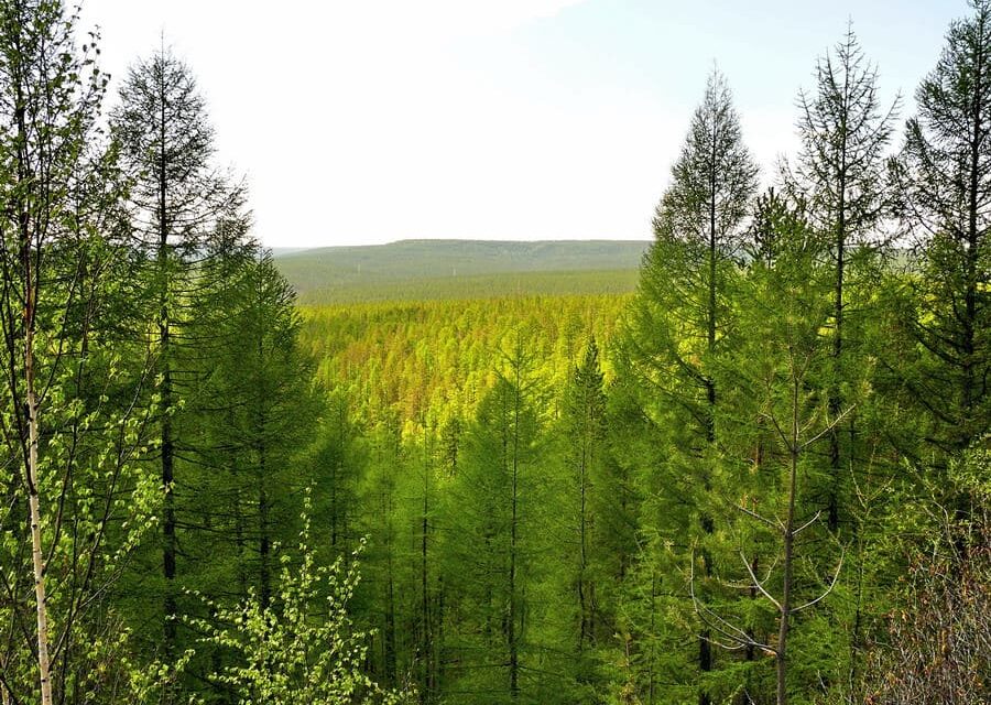 АЛРОСА ведет целенаправленную работу по охране лесных массивов